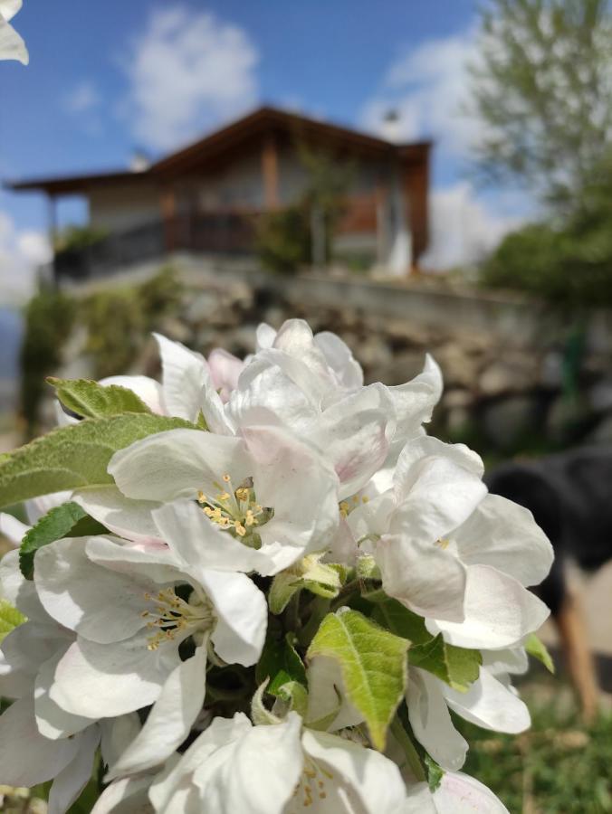 Pruensterhof Schenna Διαμέρισμα Εξωτερικό φωτογραφία